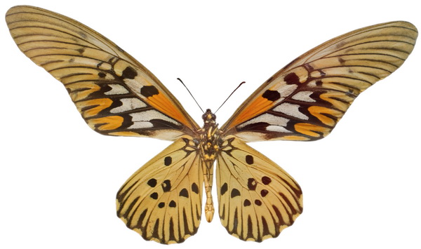 butterfly 1348 (5.0Х3.0)